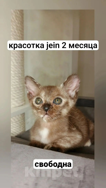 Кошки в Ростове-на-Дону: Котенок европейской бурмы Девочка, 50 000 руб. - фото 9