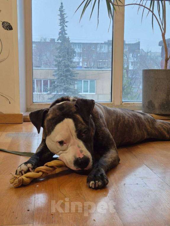 Собаки в Уфе: пропапал пес Мальчик, Бесплатно - фото 1