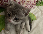 Кошки в Вологде: Отдам юную кошечку в добрые руки Девочка, 1 000 руб. - фото 3