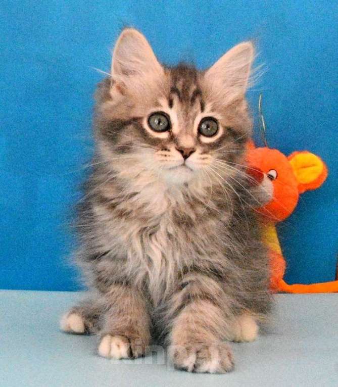 Кошки в Москве: Сибирский котик Паркер Мальчик, Бесплатно - фото 6