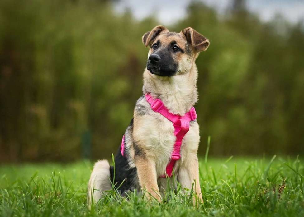 Собаки в других городах Московской области: Несомненный лидер и просто красавица:) Девочка, Бесплатно - фото 6