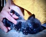 Кошки в Москве: Кошка Марго 1 месяц в добрые руки даром Девочка, Бесплатно - фото 3