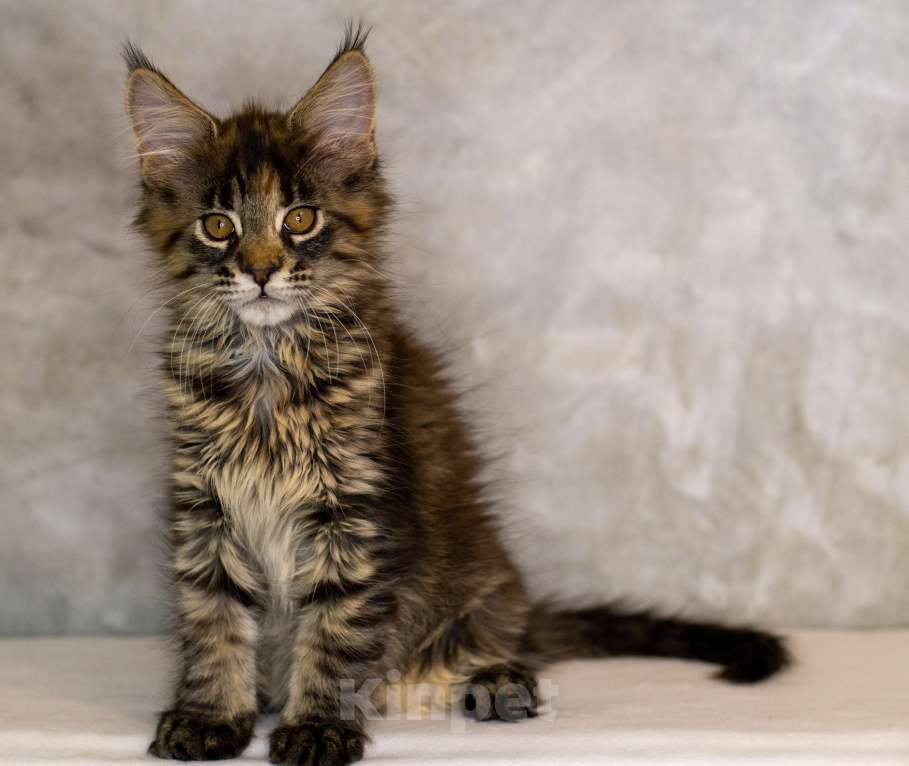 Кошки в Красноярске: Котенок Мейн Кун Девочка, 50 000 руб. - фото 2