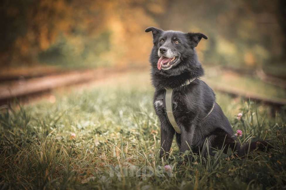 Собаки в Москве: Ника собака из приюта в поиске дома Девочка, Бесплатно - фото 4