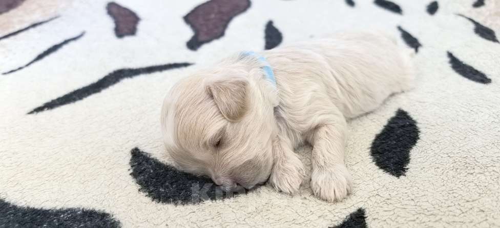 Собаки в Тюмени: Мальтипу f1 Девочка, 90 000 руб. - фото 6