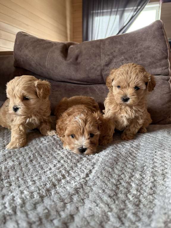 Собаки в Новосибирске: Щенки мальтипу f1 Мальчик, 100 000 руб. - фото 5