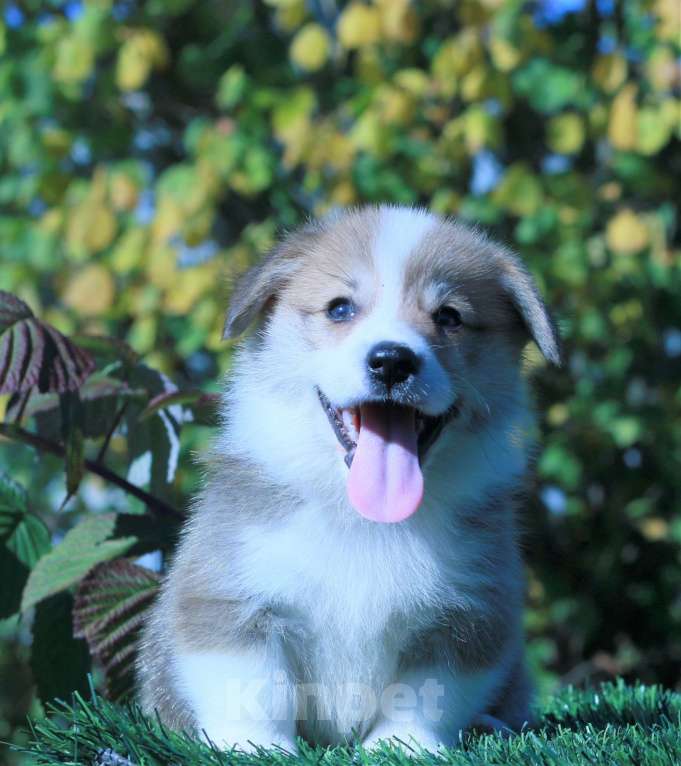 Собаки в Москве: вельш корги пемброк щенки Мальчик, 90 000 руб. - фото 2