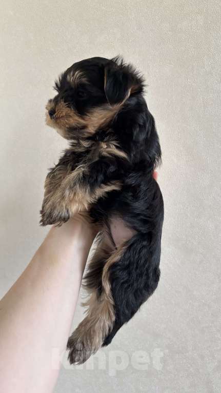 Собаки в Мытищах: Продаю щенков мини Йорка  Девочка, 20 000 руб. - фото 4