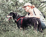 Собаки в Москве: Собака настоящий джентельмен из приюта в добрые руки Мальчик, Бесплатно - фото 1