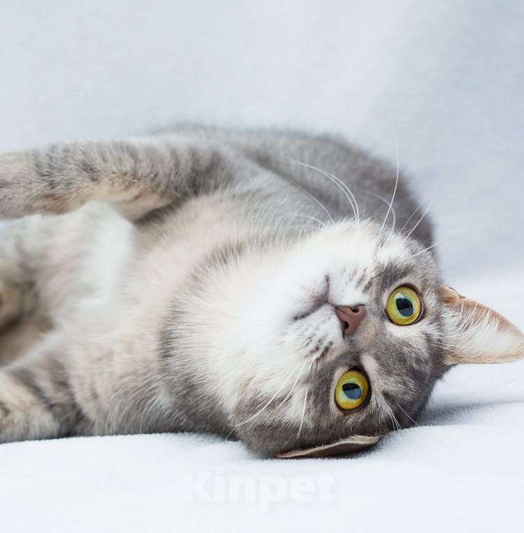 Кошки в Москве: Самая нежная и ласковая кошечка ищет дом и заботливых людей 🤍 Девочка, Бесплатно - фото 3