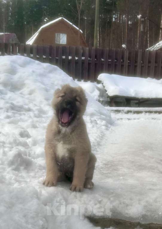 Собаки в Медвежьегорске: Продам щенков Мальчик, Бесплатно - фото 4