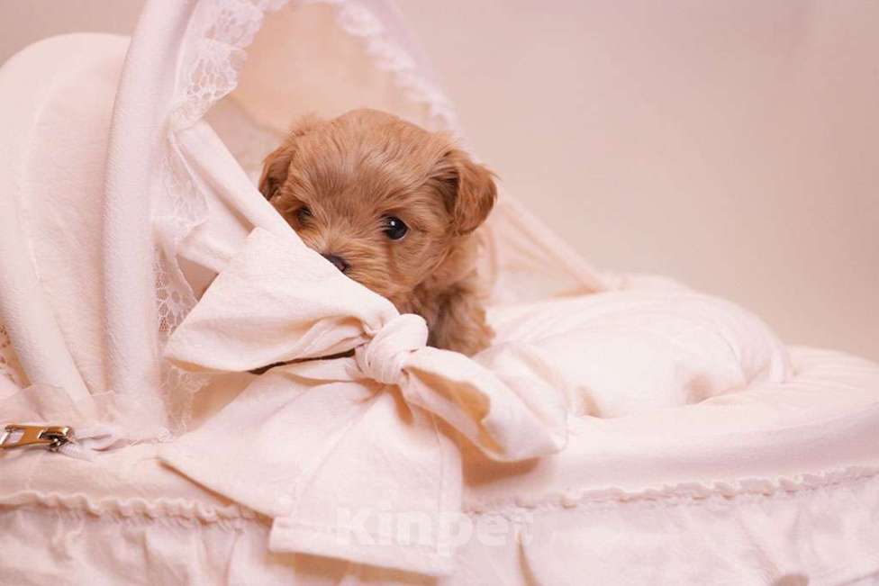 Собаки в Москве: Мальтипу мальчик стандарт  Мальчик, 120 000 руб. - фото 6