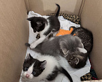 Кошки в Ростове-на-Дону: Кошку с котятами выбросили, временно живут в подъезде Разнополые, Бесплатно - фото 7
