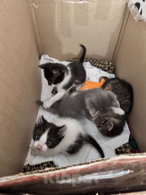 Кошки в Ростове-на-Дону: Кошку с котятами выбросили, временно живут в подъезде Разнополые, Бесплатно - фото 7