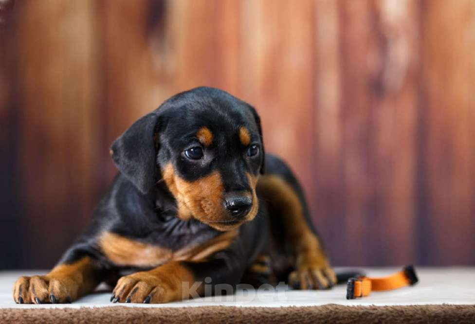 Собаки в других городах Московской области: Щенок немецкого пинчера Девочка, 80 000 руб. - фото 3
