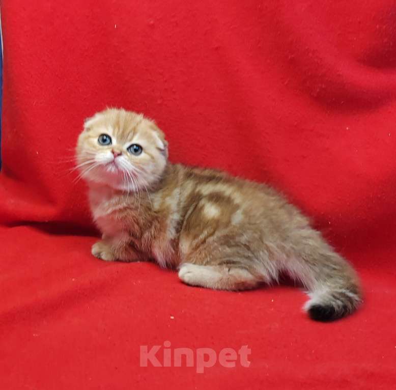 Кошки в Москве: Золотая мраморная девочка Девочка, 40 000 руб. - фото 5