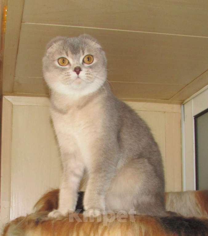 Кошки в Санкт-Петербурге: шотландские кошечки и котик Девочка, Бесплатно - фото 4