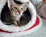 Кошки в Рязани: Ориентальный котенок Девочка, 35 000 руб. - фото 1