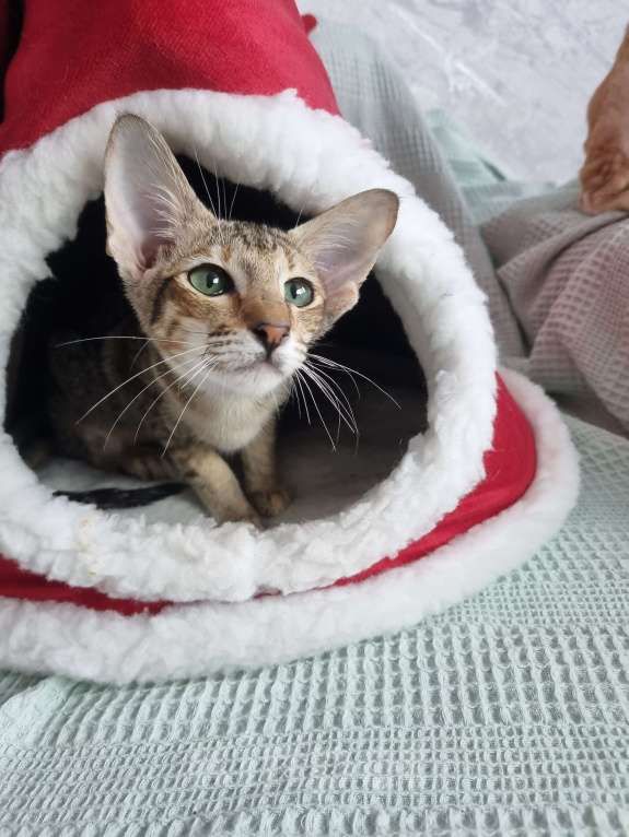 Кошки в Рязани: Ориентальный котенок Девочка, 35 000 руб. - фото 1