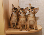 Кошки в Калаче-На-Доне: Абиссинские котята, 25 000 руб. - фото 2