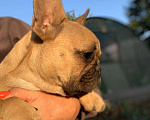 Собаки в Сочи: Щенок французского бульдога Девочка, 30 000 руб. - фото 1