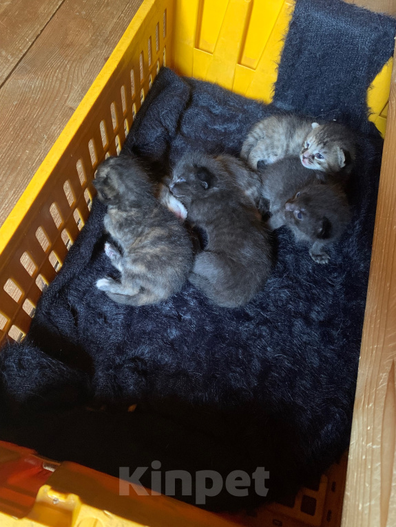Кошки в других городах Ленинградской области: Булочки с корицей в добрые руки Разнополые, Бесплатно - фото 6