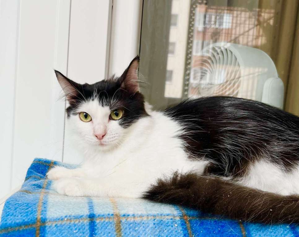 Кошки в Москве: Котенок Лаплас в добрые руки  Мальчик, Бесплатно - фото 5