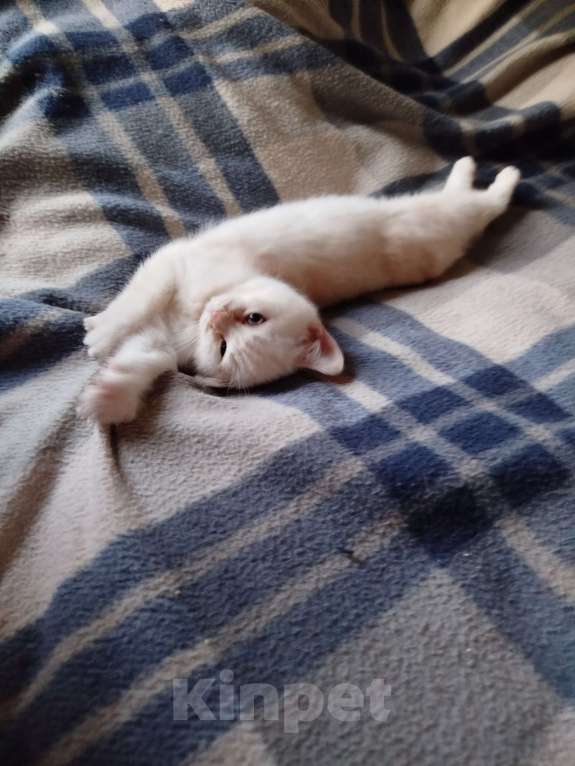 Кошки в Москве: Британский котенок мальчик Мальчик, 10 000 руб. - фото 4