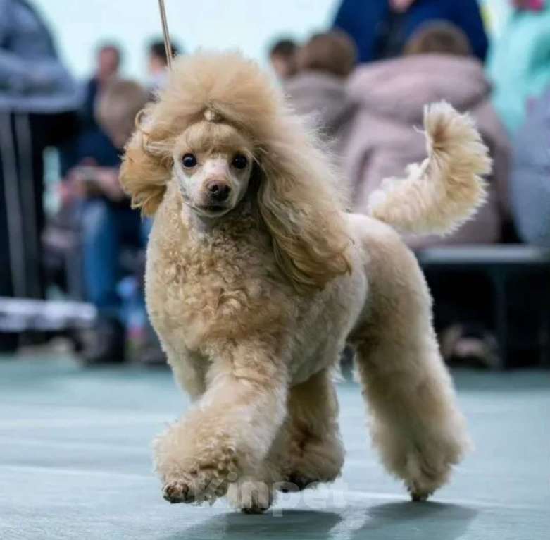 Собаки в Липецке: Продаются щенки карликового пулеля Мальчик, 35 000 руб. - фото 1