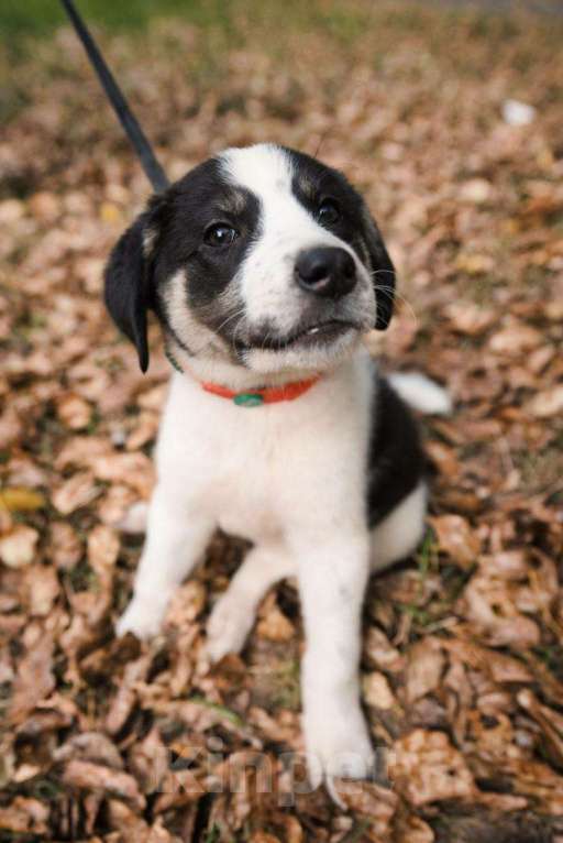 Собаки в Москве: Плюшевый щенок Пальма Девочка, Бесплатно - фото 3