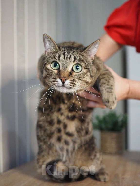 Кошки в Москве: Котик Бусик в добрые руки Мальчик, Бесплатно - фото 6