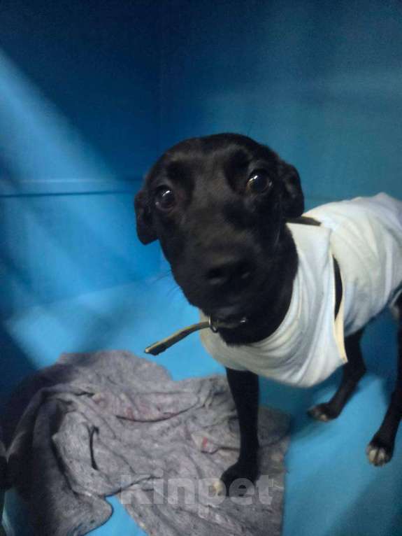 Собаки в Москве: Особенная Шпуленька ищет дом Девочка, Бесплатно - фото 2