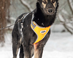 Собаки в Химках: Скромняшка Барс ждёт свою семью Мальчик, Бесплатно - фото 3