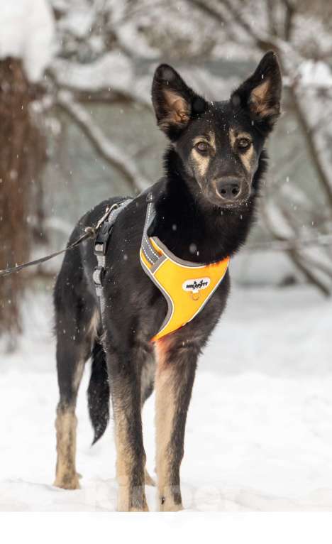 Собаки в Химках: Скромняшка Барс ждёт свою семью Мальчик, Бесплатно - фото 3