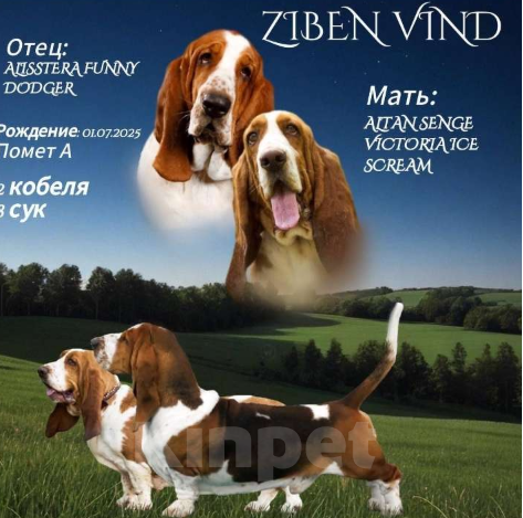 Собаки в Москве: Щенки бассет - хаунда Мальчик, 65 000 руб. - фото 9