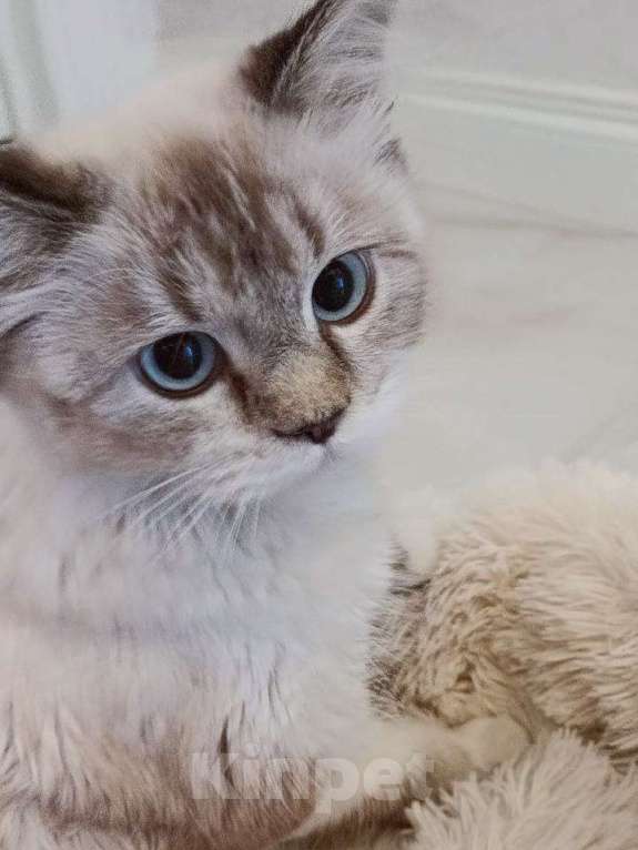 Кошки в Москве: Тайскую кошку подкинули к мусорке! Срочный поиск дома! Девочка, Бесплатно - фото 2