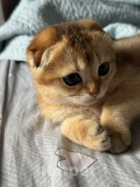 Кошки в Москве: Шотландский вислоухий котенок Девочка, 10 000 руб. - фото 4