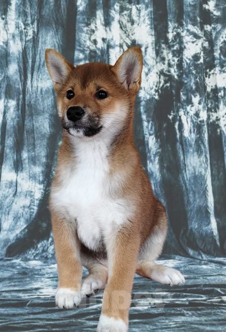 Собаки в других городах Московской области: Породные щенки сиба Девочка, Бесплатно - фото 3