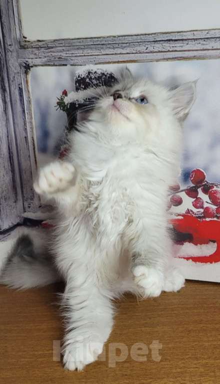 Кошки в Кирове: Шикарный котик Мальчик, Бесплатно - фото 4