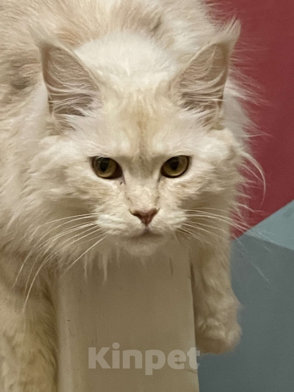 Кошки в Москве: МЕЙН-КУН Девочка, 15 000 руб. - фото 3