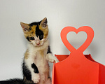 Кошки в Химках: Сыроежка ищет дом!❤️ Девочка, Бесплатно - фото 6
