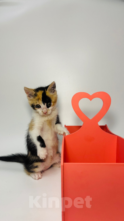 Кошки в Химках: Сыроежка ищет дом!❤️ Девочка, Бесплатно - фото 6