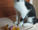 Кошки в Мытищах: Кот Дантэс Мальчик, 1 руб. - фото 1