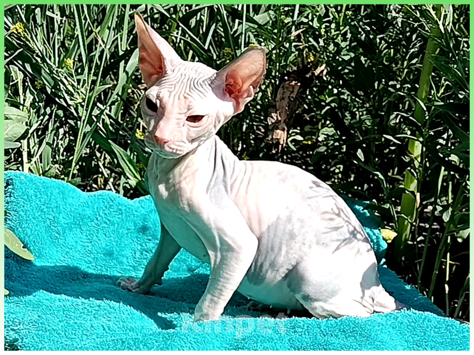 Кошки в Иркутске: Предлагаем коёнка донского сфинкса Девочка, 20 000 руб. - фото 4