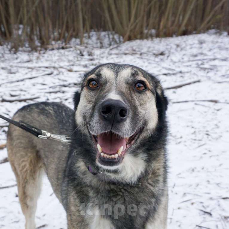 Собаки в Москве: Рок в добрые руки Мальчик, Бесплатно - фото 4