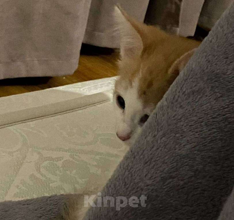 Кошки в Балашихе: котёнок, бело-рыжая девочка, в добрые руки  Девочка, Бесплатно - фото 2