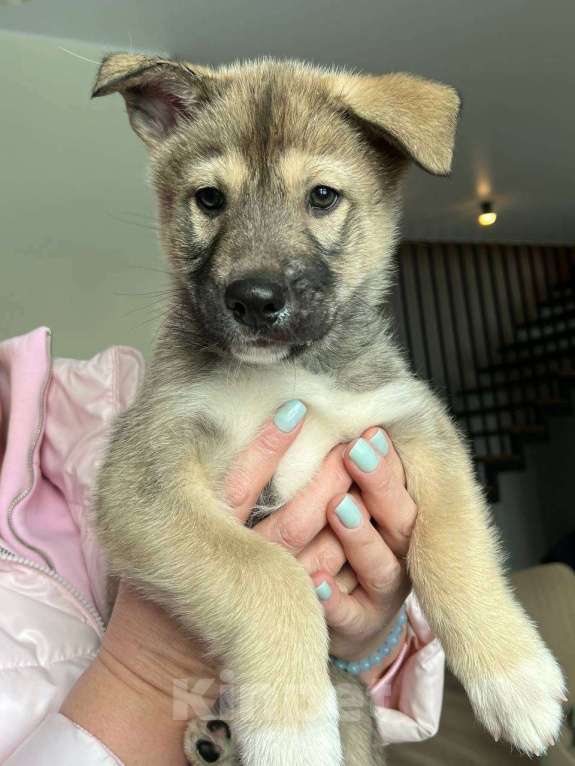 Собаки в других городах Московской области: Щенок Хаски в добрые руки Мальчик, Бесплатно - фото 6