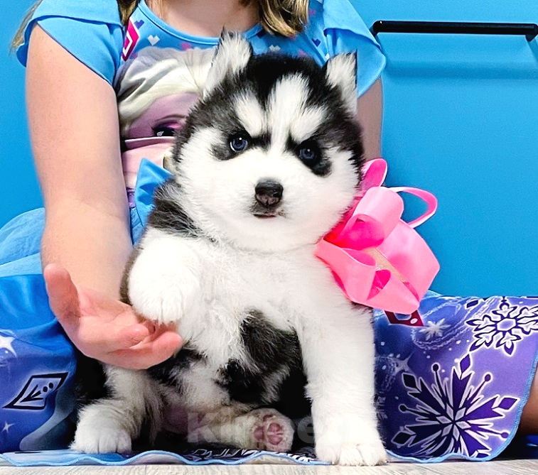 Собаки в Раменском: Хаски Щенки Разных окрасов Разнополые, Бесплатно - фото 1