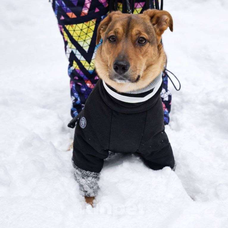 Собаки в Москве: Чудесный 5 мес щенок Ричи ищет семью! Мальчик, Бесплатно - фото 6