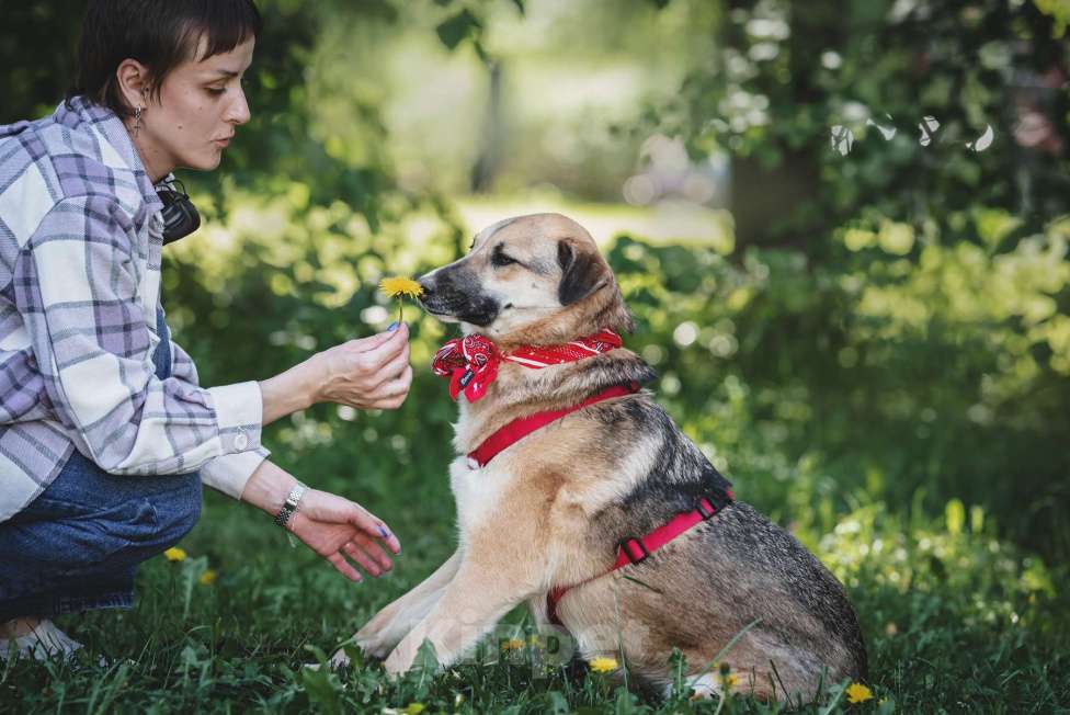 Собаки в Москве: Чудесная Мэлс ищет дом Девочка, Бесплатно - фото 7